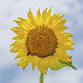 Sunflower Salutations