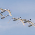 Swans in Flight 2